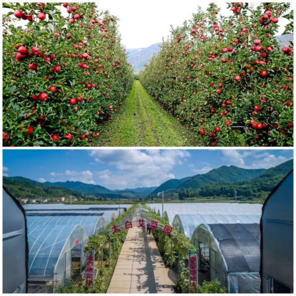 全省首位！寶雞粵港澳大灣區“菜籃子”直供基地為鄉村振興添活力，農產品初加工服務成關鍵引擎
